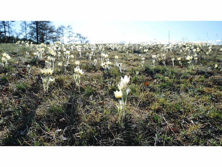 Snowdrops