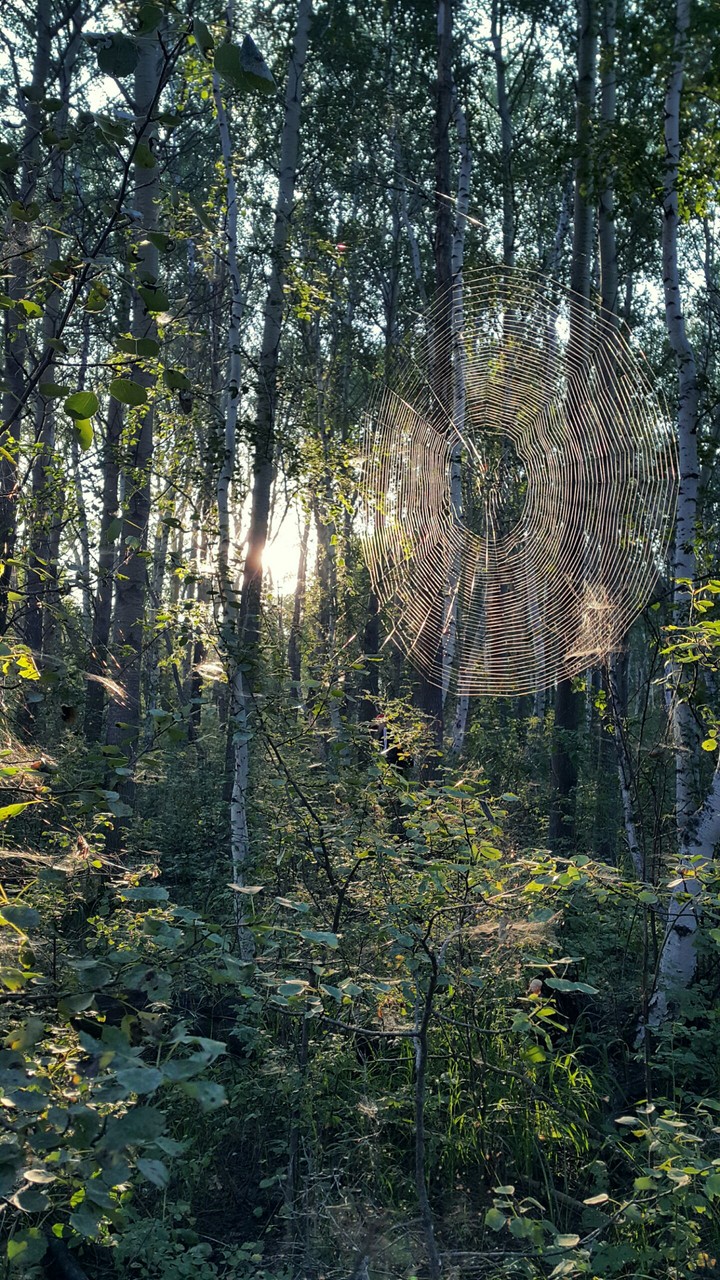 Forest in Belagash