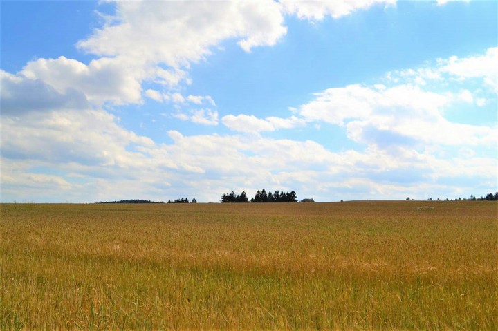 Field