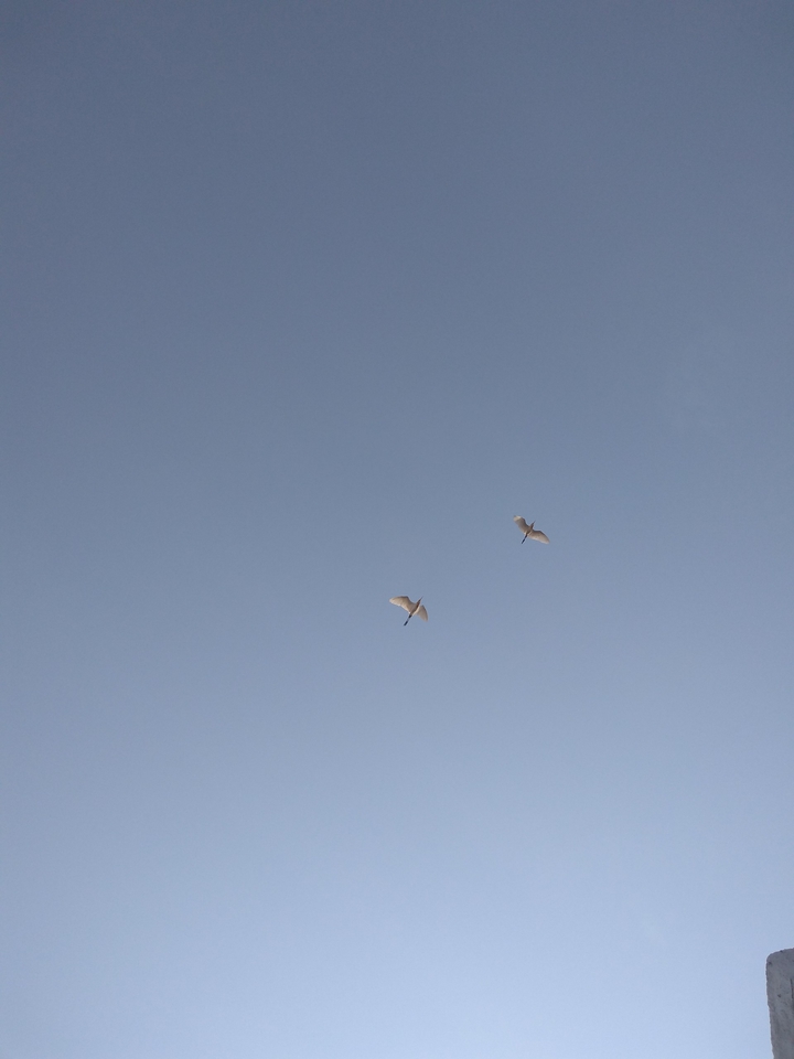 bird sky