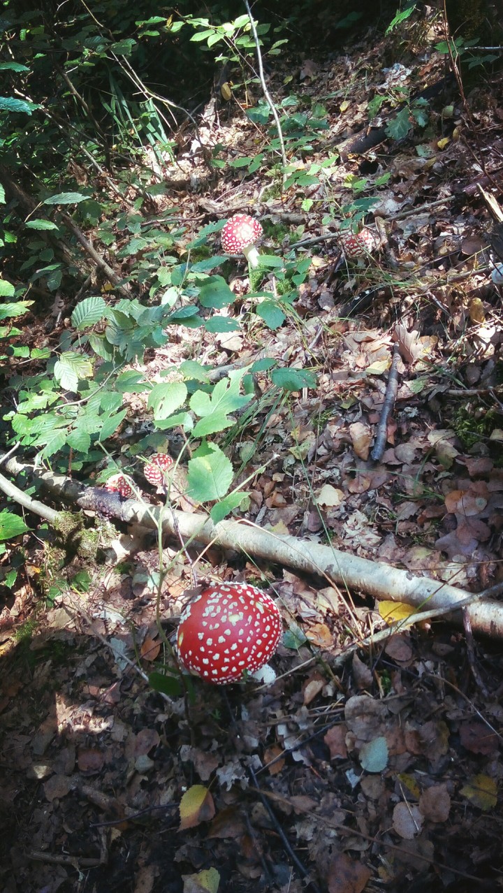 mushrooms, forest