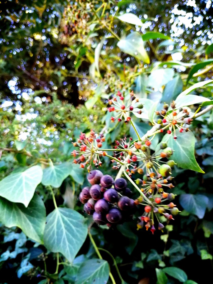 Nature