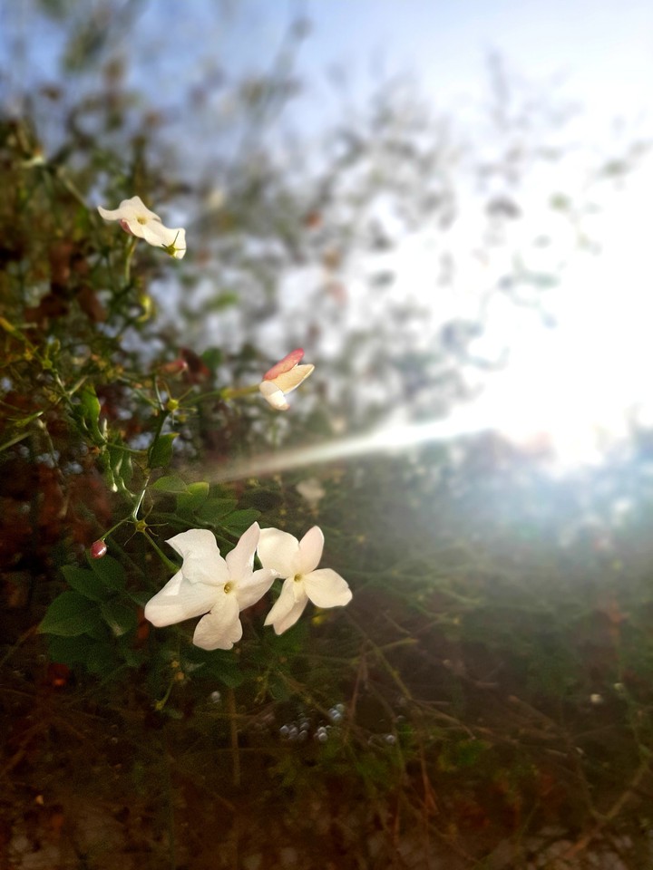 jasmin in winter