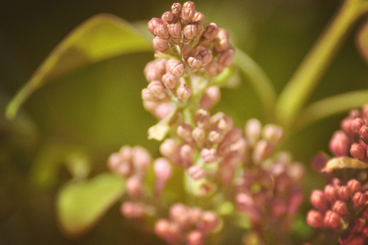 lilac