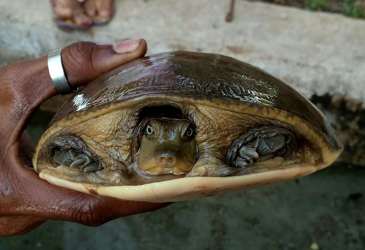 Turtle Smile kp
