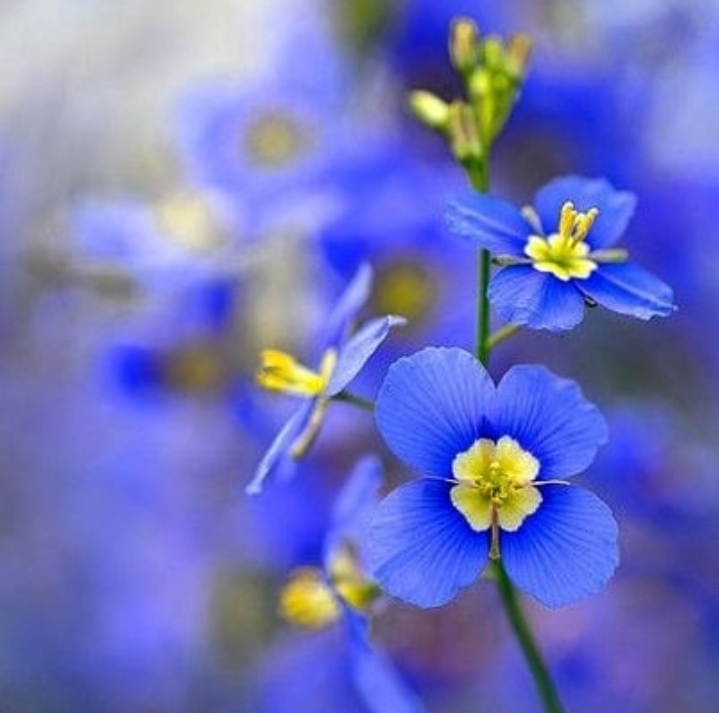 blue