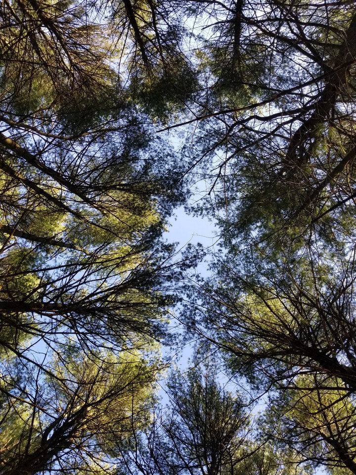 Pine Trees