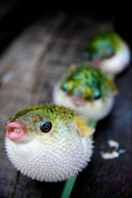 Puffer Up