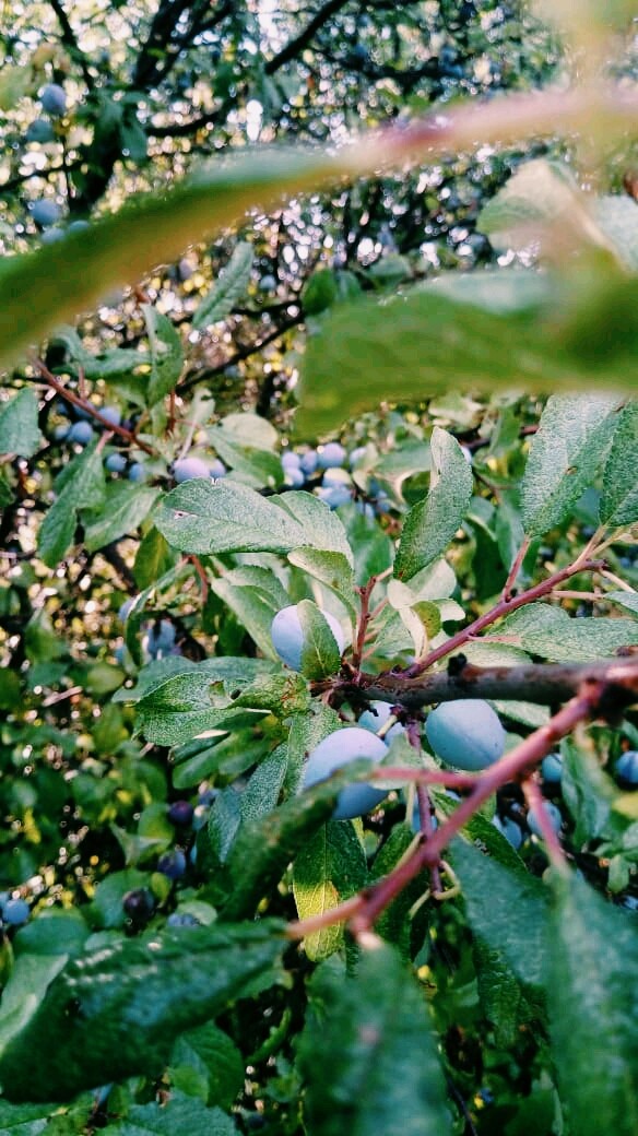 blackthorn (3)