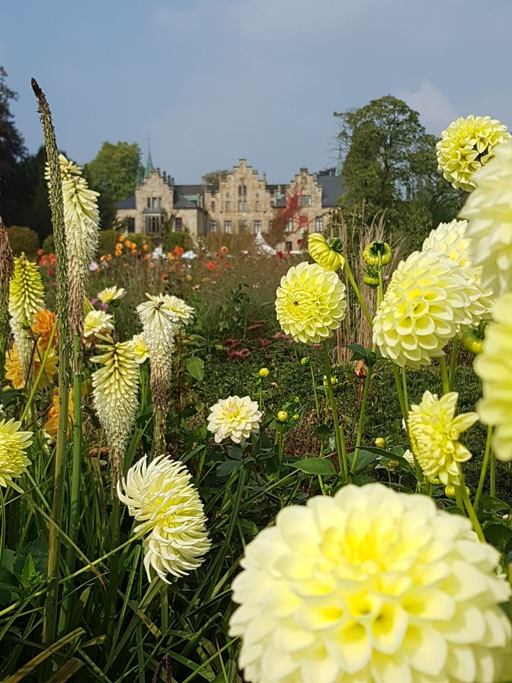 Dalien im Herbst