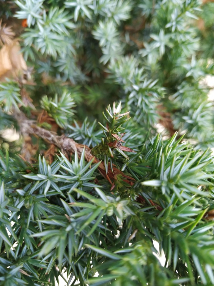 ???