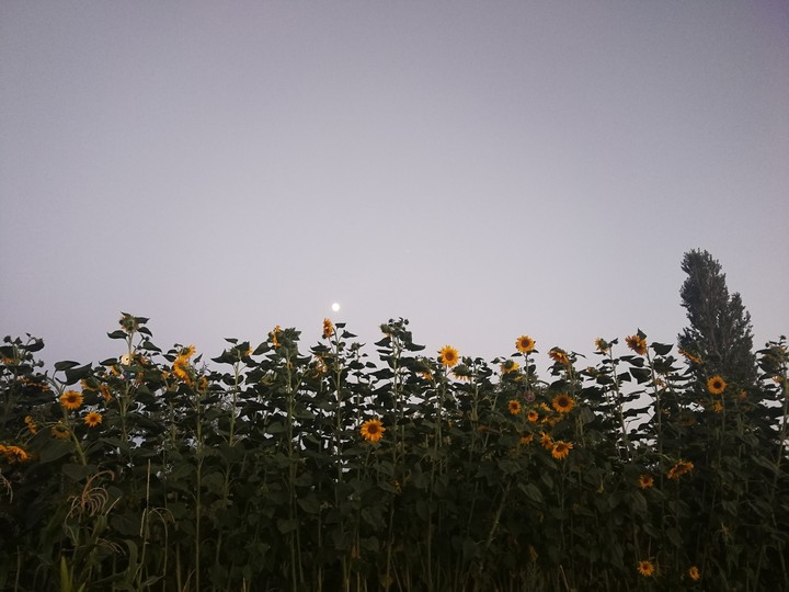 Sunflower Farm