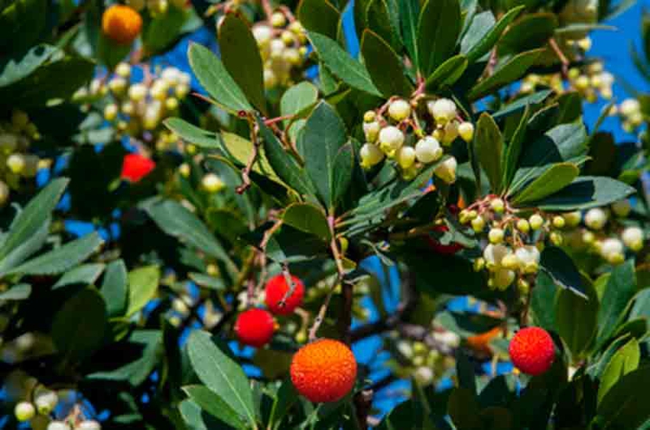 strawberry tree