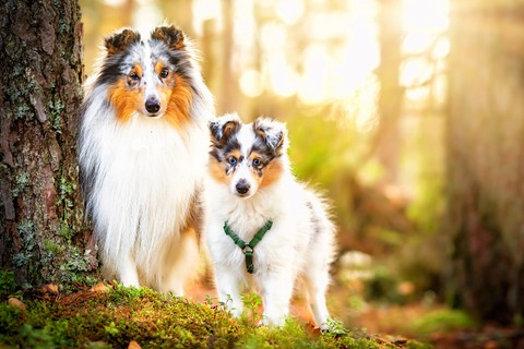 fonds d'écran Carnivore, collie