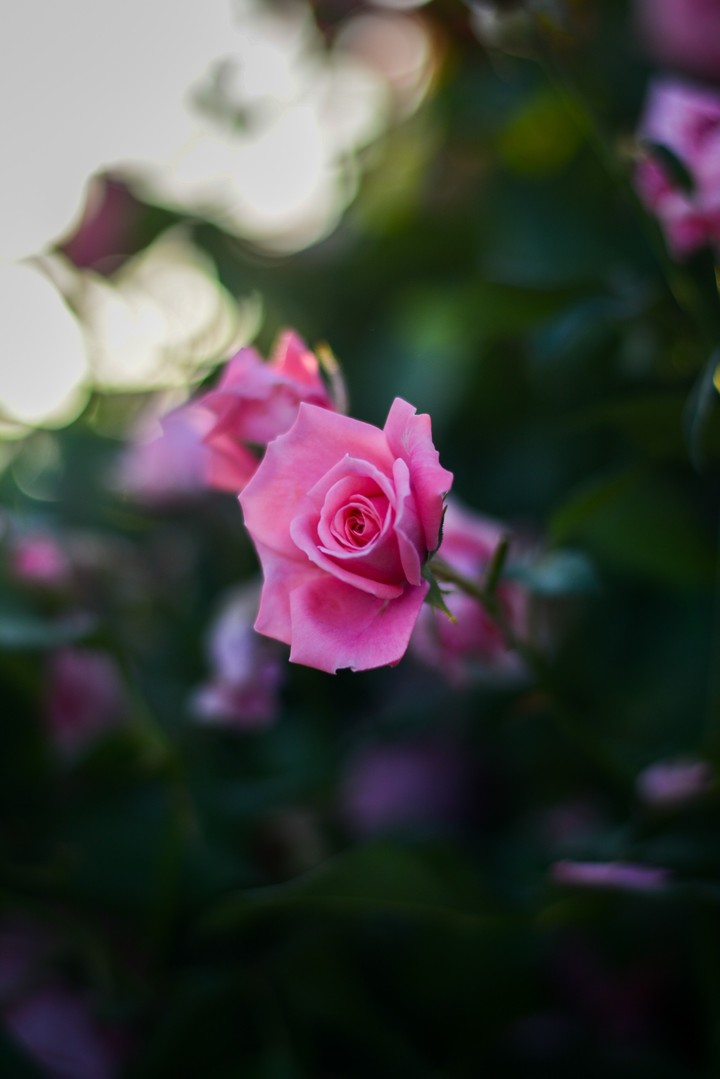 flower Innocent
