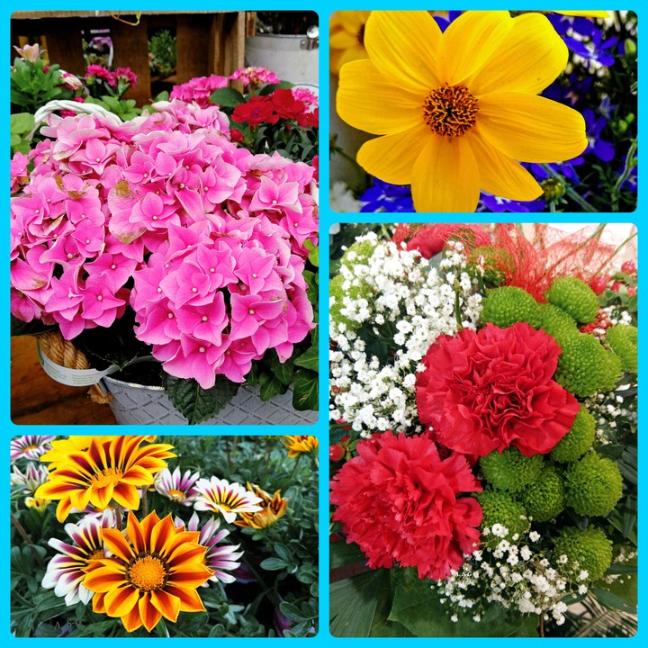 Blumen COLLAGE