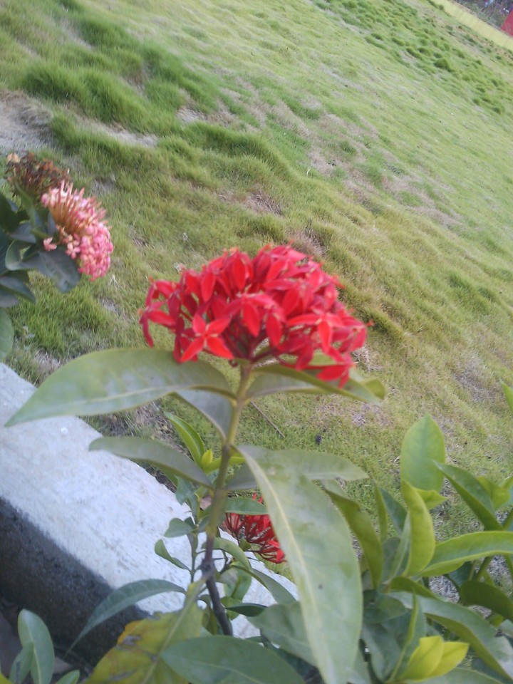 flower