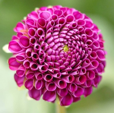 dhalia