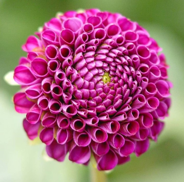 dhalia