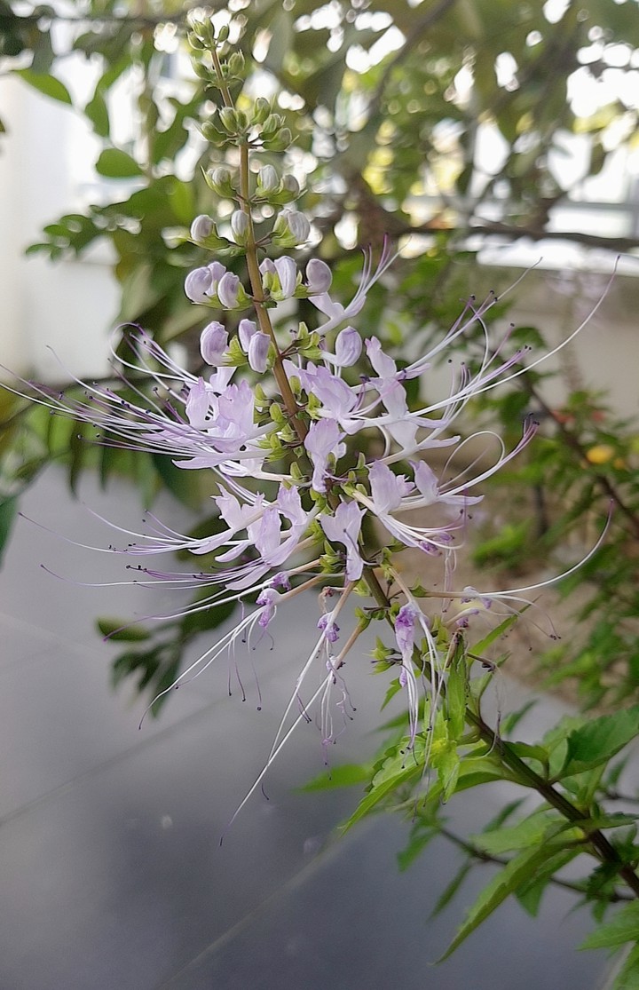 Light Purple