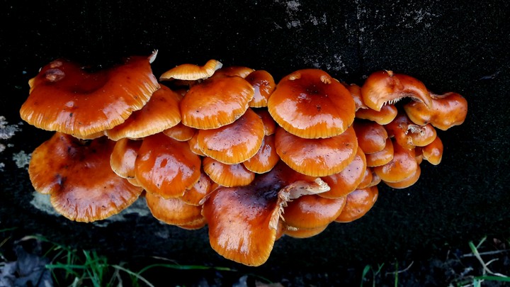 fungus