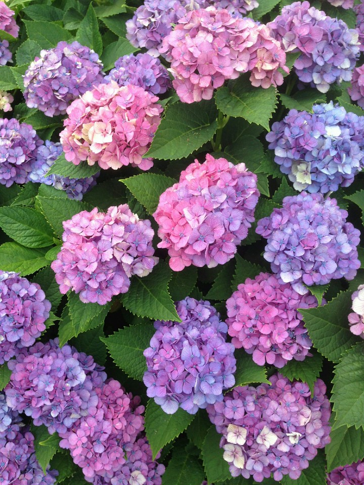 Hydrangea of Yokohama