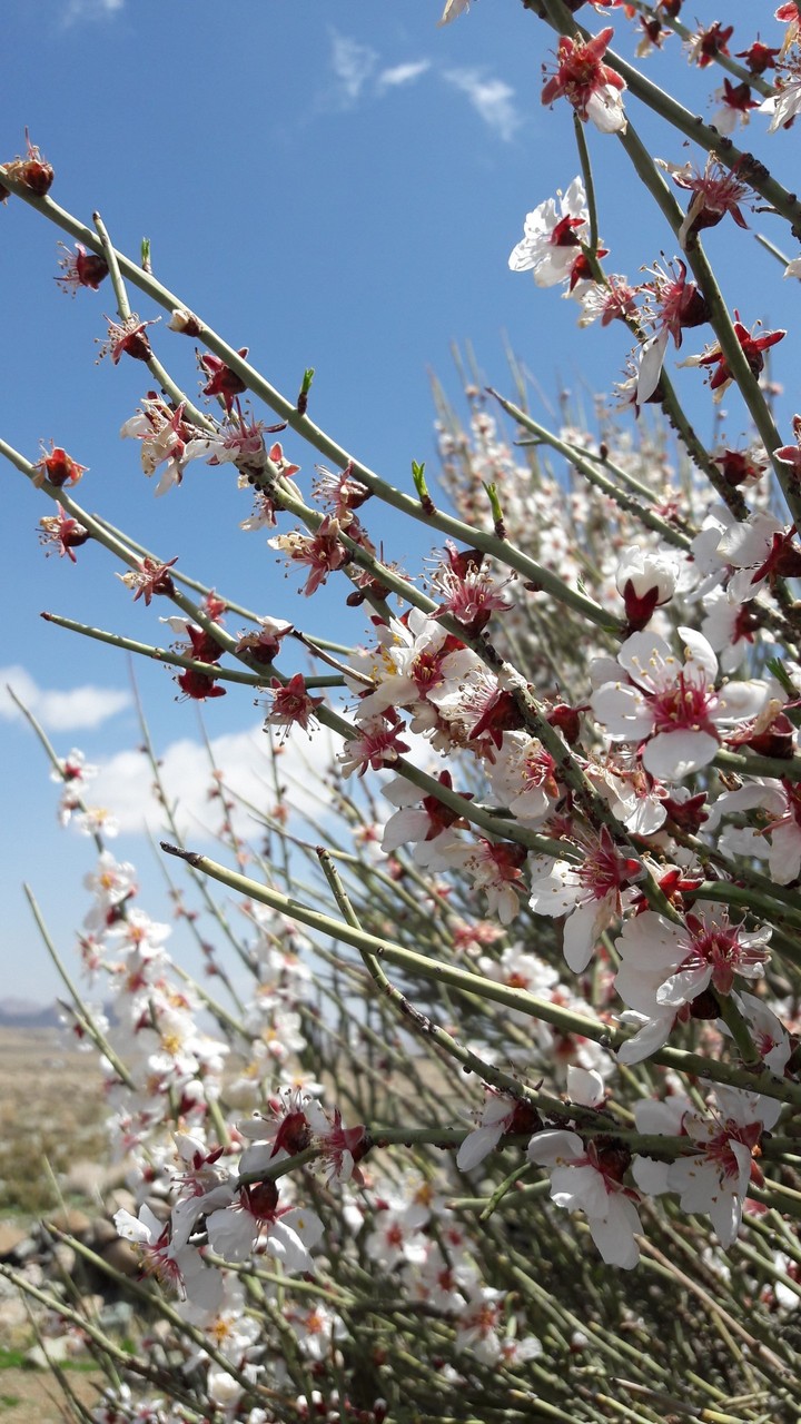 in starting spring