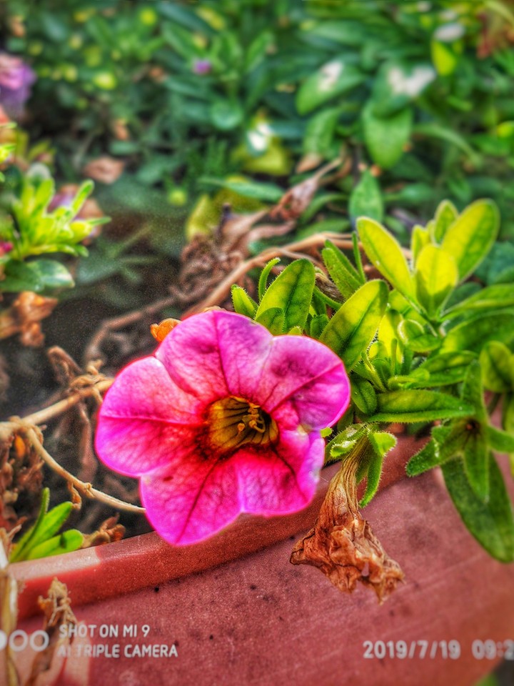 fresh flower