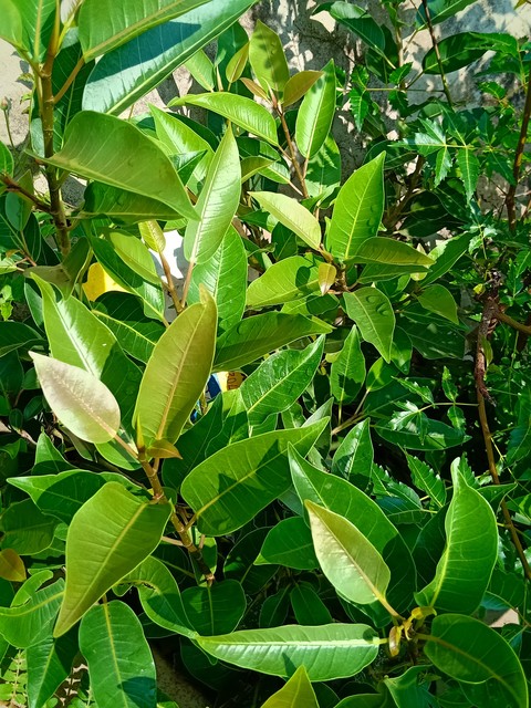 papéis de parede tree, leaf