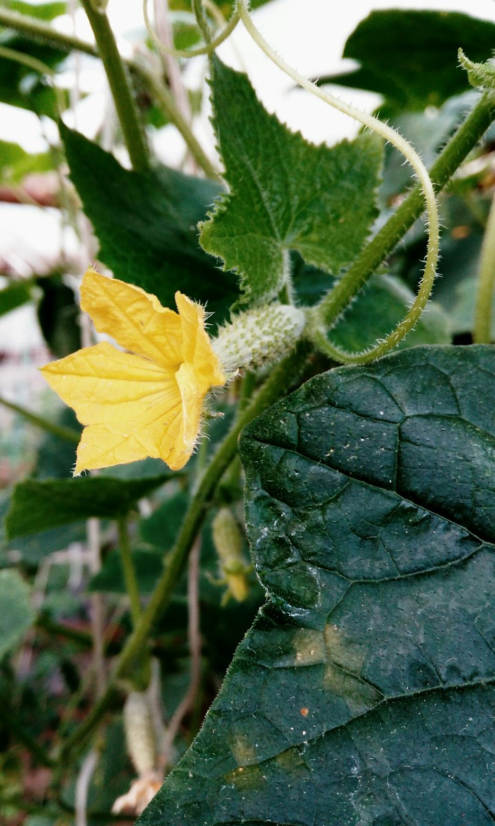 Cucumber