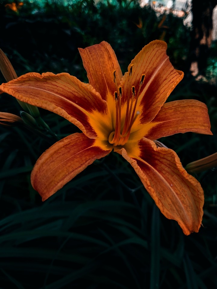 flower