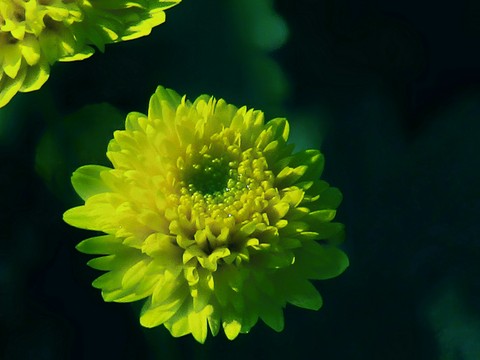 Yellow Flower