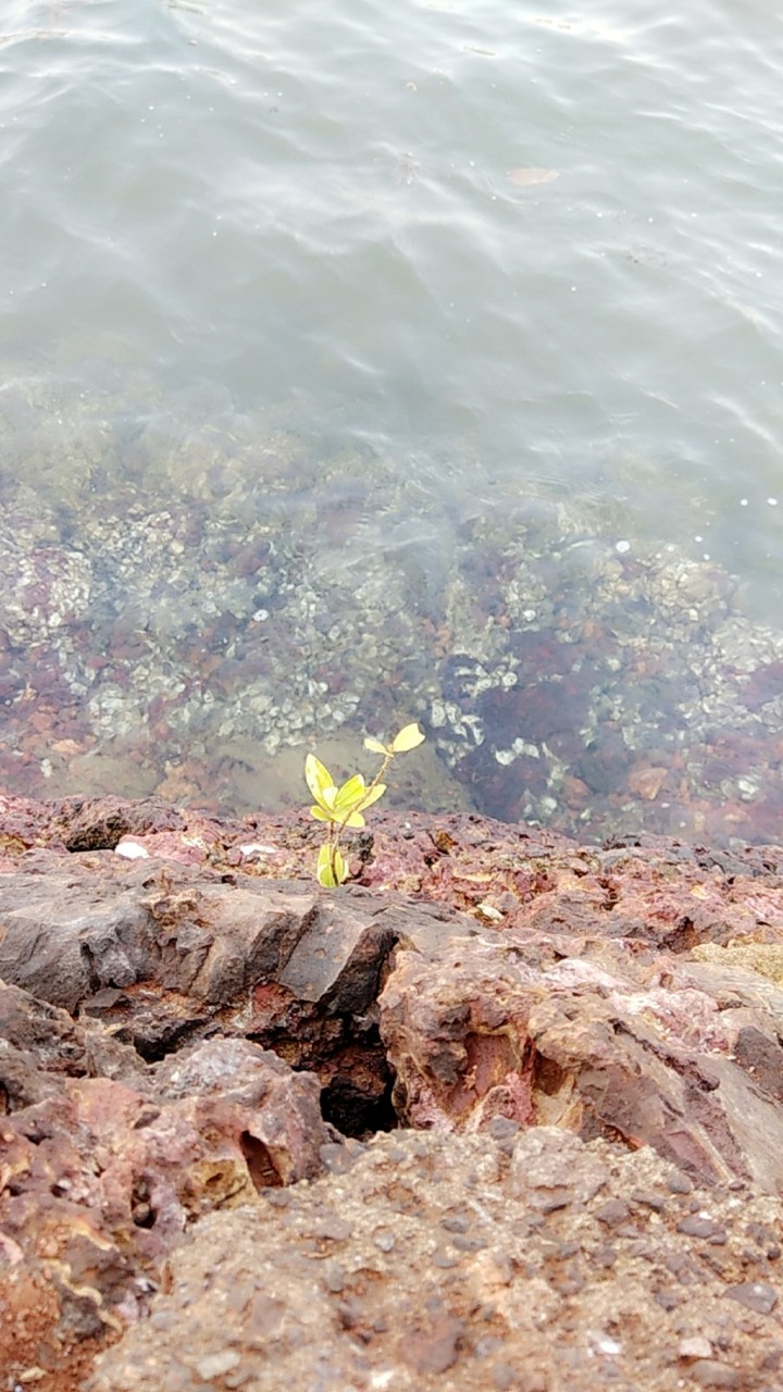 sea