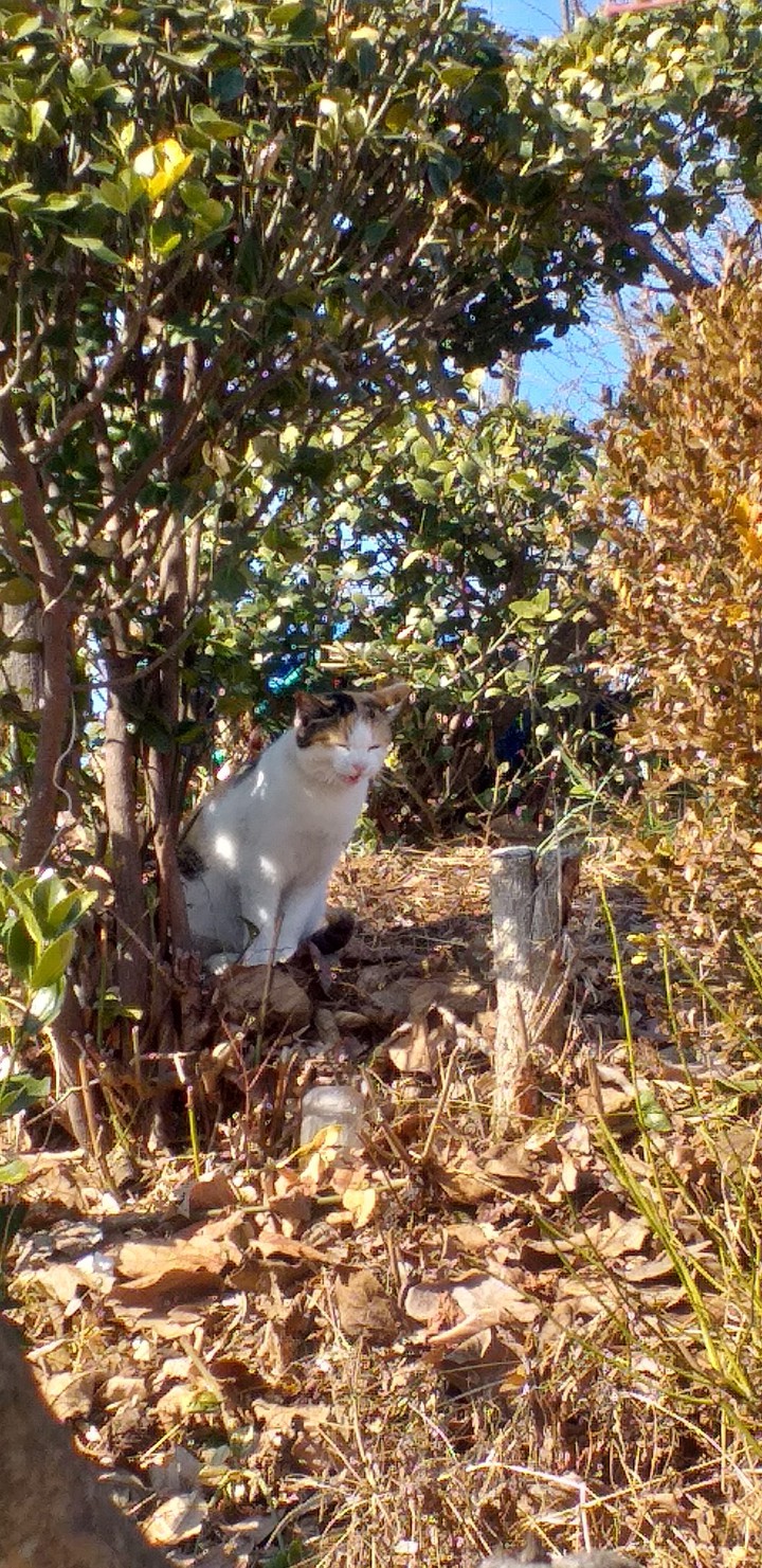 cat
