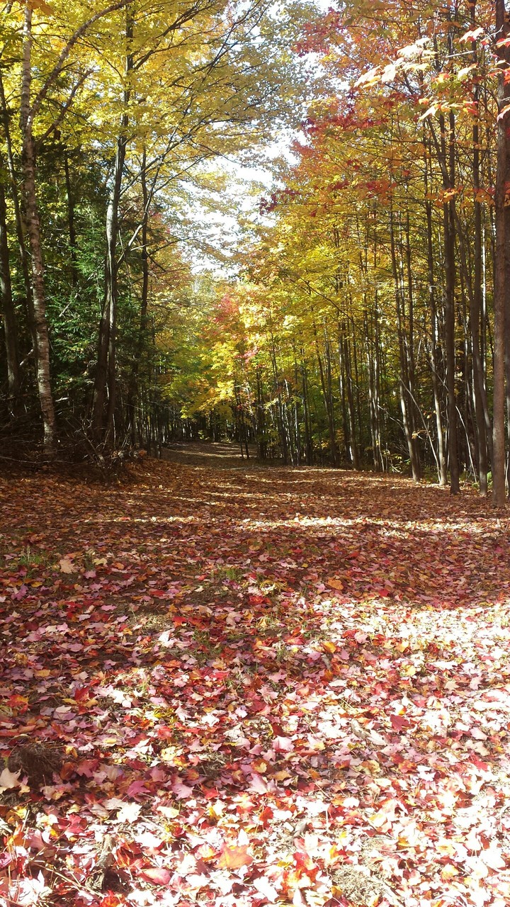 Path