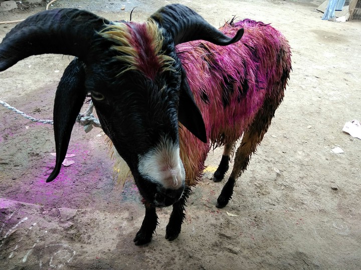 bulkyy sheep