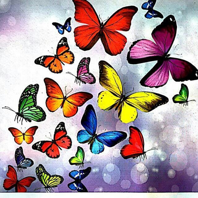 butterfly