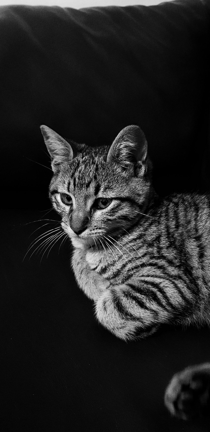 The my cat