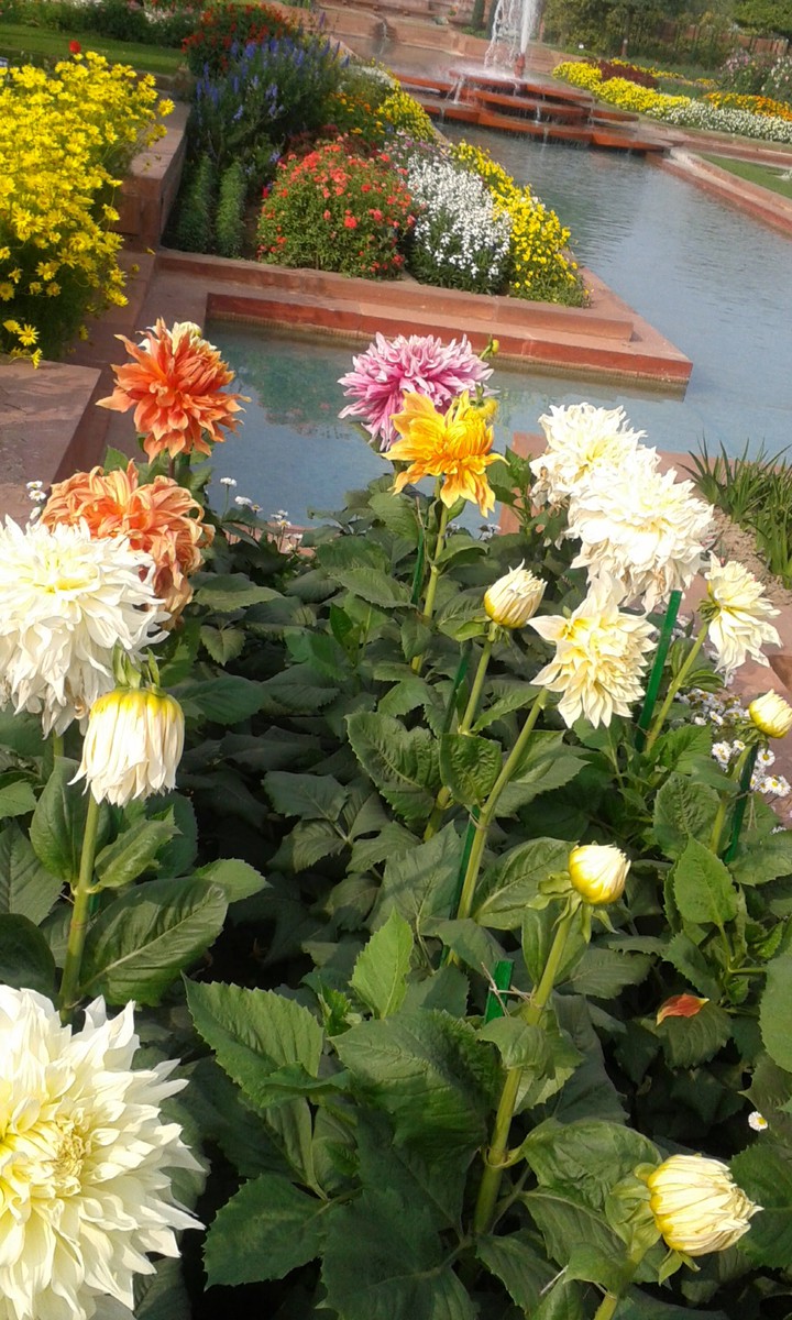 flowers