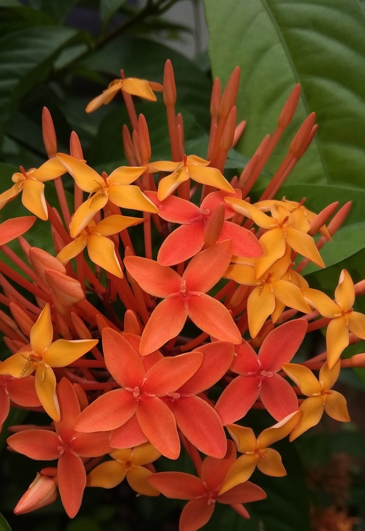 bunch of small flowers