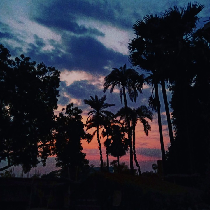 palm