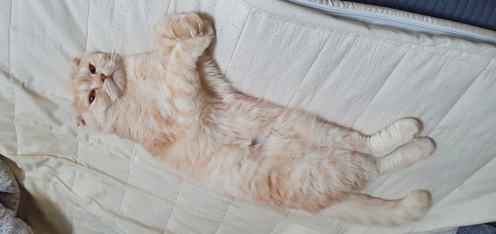 고양이