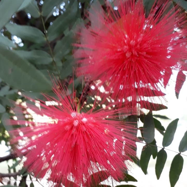 preety flowers