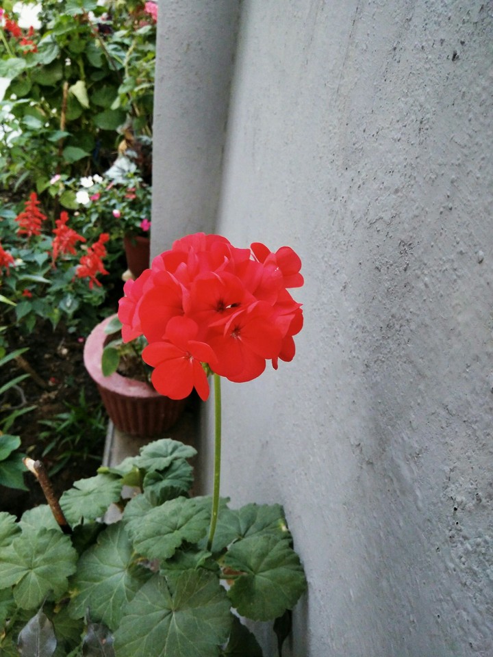 red flower