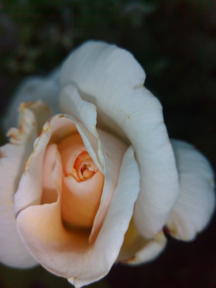 rose ?