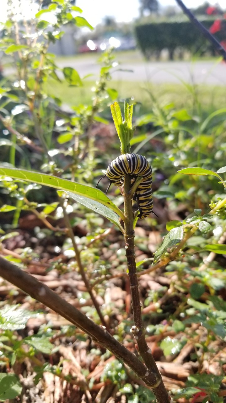 monarch