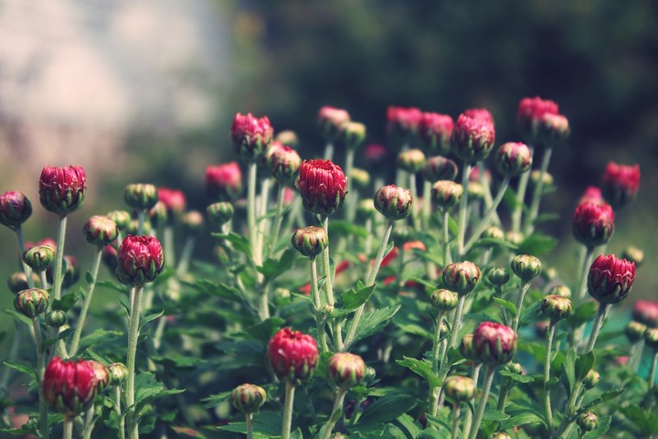 A budding flower
