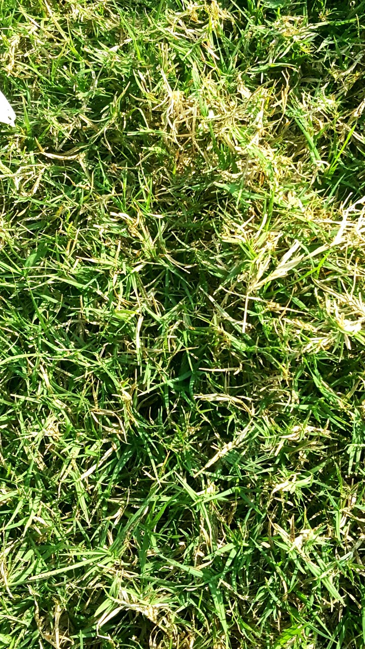 Grass