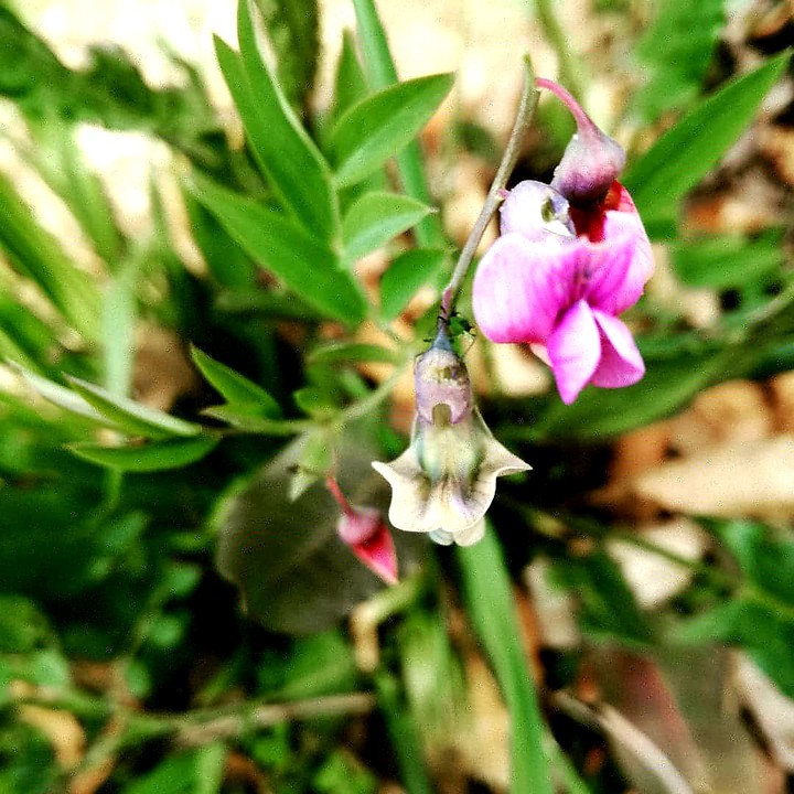 pink flower