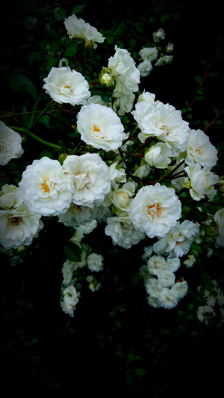 White Flowers